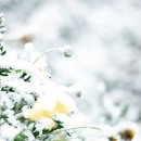 하얀세상 이미지