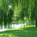 버드나무 이미지