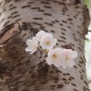 청암순대 이미지