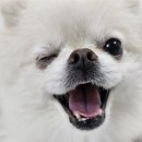 (주)로희