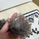 프렌즈동물병원 | #퓨어프렌즈 #강아지미스트 #영양보습 퓨어프렌즈 컨디셔닝 미스트