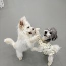 햇빛유치원 | 청주애견유치원 멍문대 내돈내산 후기