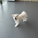 도그프렌즈 이미지