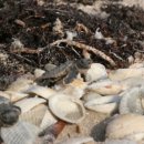 토토의 바다 이미지