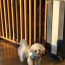 미루유치원 | 천안애견유치원 사랑하는 우리 강아지의 두 번째 집, 애견 유치원 후기