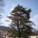 영주읍내리석불입상 이미지