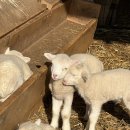 산들목장 | 서울근교 데이트 눈 쌓인 양평양떼목장 다녀옴