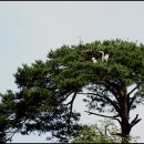 소나무숲 - 강릉시 독송길110번길 34 | 소나무숲