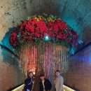 안촌농장 | 김해낙동강레일파크 레일바이크 와인동굴 가족나들이 추천 삼랑진맛집 도연정 안태호호수 벚꽃길