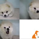 사랑우리애동물병원 이미지