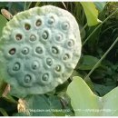 충청농장 이미지