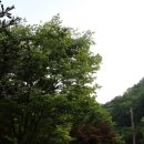 반디불민박 | 연천 캠핑장 그늘좋고 수영장있는 숲속의 보물나라 (구) 라온캠핑장 살펴보기