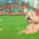 딩동댕애견스파풀빌라 이미지