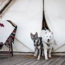 동강글램핑 이미지