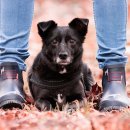 대학애견용품 이미지