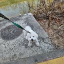 수수펫살롱 이미지