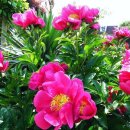 서경약품 이미지