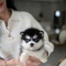 퍼피라운지 이미지