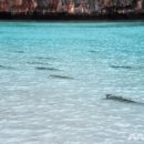 6개월 문닫은 태국 피피섬 마야베이에 상어떼가 돌아왔다 이미지
