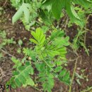 황기농장 이미지