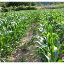 달봉농원 이미지