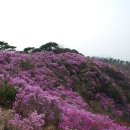 거제문화재단재 | 고려산 진달래(혼잡함 보다는 차분한 평일의 진달래 축제장)
