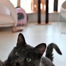 그루밍캣 압구정점 이미지