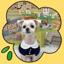 이쁘개 이쁘개 이미지