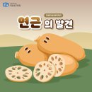 연꽃만큼 매력적인 연근의 발견 이미지