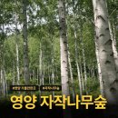 2024년 10월 26일 토요일 [국가지정 명품숲] 경북영양 죽파리 자작나무 숲 가을소풍 트레킹.~ 이미지