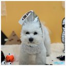 우리들의 댕댕이 이미지