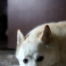 스마트심바이오 이미지