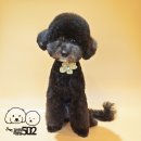 강아지미용실502 이미지