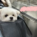 빵그루밍 이미지