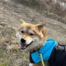 내가할개 | 천안아산 유기견쉼터 함께할개TV 산책봉사 다녀온 후기🐶(+입양홍보)