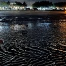 태안 펜션 바다정원, 방포해수욕장 방문후기 (반려동물동반)