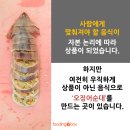 가나순대 이미지