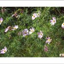 꽃들펜션 이미지