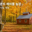 세계로관광농원 Daum카페