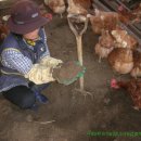 닭 사육에서 계분을 채취하는 방법과 자연순환 농업 (수정 글) 이미지
