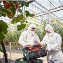 유리농장 이미지