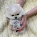 멍멍앤쿡 이미지