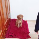 왈스반려견교육 | 대구 구미 김천 강아지 훈련 방문교육 후기 / 강아지 반려견 짖음 교육