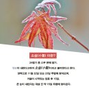 11월 22일(토) 오늘은 절기 &#39;소설(小雪)&#39;을 맞아, 감회에 젖어서 쓰는 글 이미지