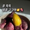 벌꿀농장 | 도시농장 로얄 벌꿀 고구마 후기 공동구매 8차 오픈