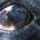 열린동물병원 이미지