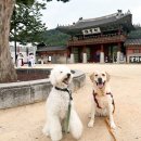 행정용 82 | 수원 강아지와 걷기좋은 화성행궁 창룡문 비교후기