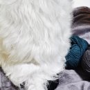 멍팔자 상팔자 이미지