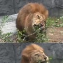 바나나사자 이미지