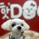 핫도그애견샵 이미지